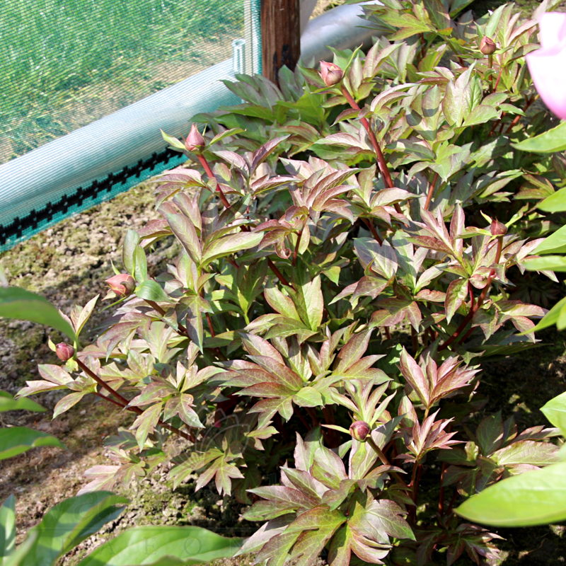 White Emperor | Warmerdam Paeonia